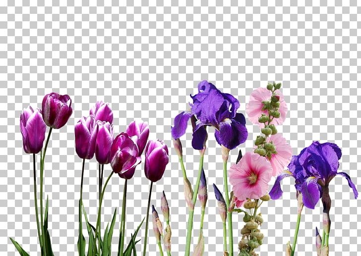 Wedding Invitation Indira Gandhi Memorial Tulip Garden Flower PNG, Clipart, Bride, Crocus, Cut Flowers, Fleur, Floral Design Free PNG Download