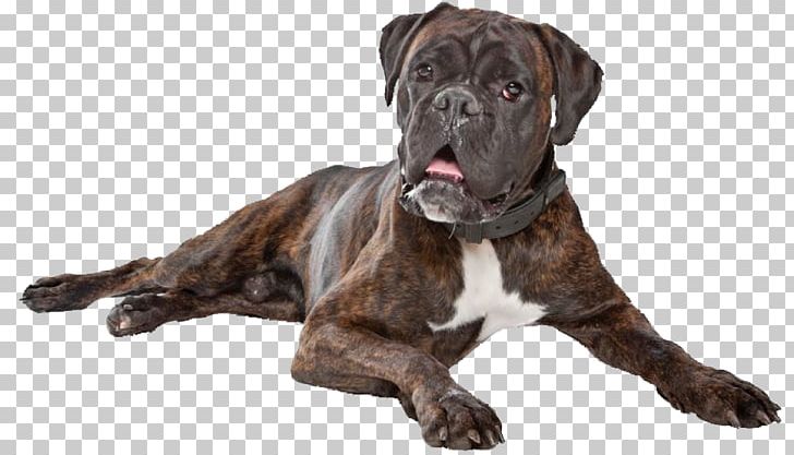 Boxer Dog Breed Old English Bulldog Valley Bulldog Bullmastiff PNG, Clipart, Bedroom Floor, Boxer, Boxer Dog, Breed, Bulldog Free PNG Download