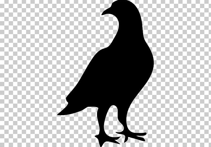 Columbidae Bird Domestic Pigeon Computer Icons PNG, Clipart, Animals, Artwork, Beak, Bird, Bird Control Free PNG Download