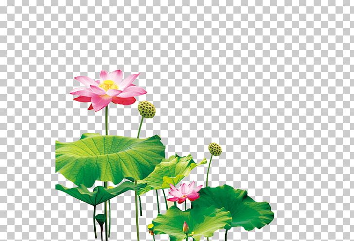 Nelumbo Nucifera Pygmy Water-lily Mid-Autumn Festival PNG, Clipart, Aquatic Plant, Autumn, Computer Wallpaper, Download, Festival Free PNG Download