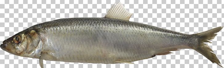 Sardine Milkfish PNG, Clipart, Animals, Animal Source Foods, Bony Fish, Bony Fishes, Capelin Free PNG Download