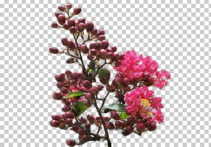 BZFlag Plant Shrub Anomaly PNG, Clipart, Algae, Anomaly, Blossom, Branch, Bzflag Free PNG Download