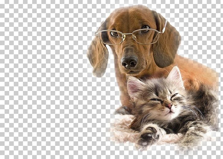 Dog–cat Relationship Kitten Puppy Finnish Spitz PNG, Clipart, Animal, Carnivoran, Cat, Cat Like Mammal, Cats Dogs Free PNG Download