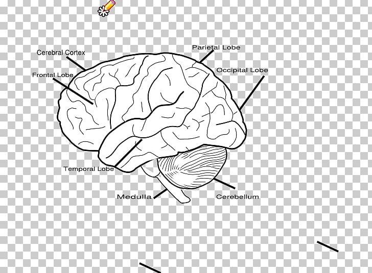 Human Brain Votre Cerveau Le Cerveau Magicien: De La Réalité Au Plaisir Psychique Let's Play Bridge! PNG, Clipart,  Free PNG Download