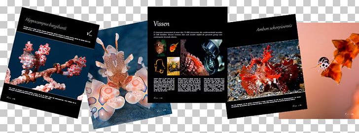 Underwater Photography Critters PNG, Clipart, Advertising, Brand, Conflagration, Critters, Display Advertising Free PNG Download