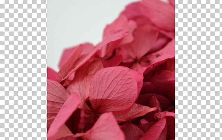 Close-up PNG, Clipart, Closeup, Flower, Magenta, Others, Petal Free PNG Download
