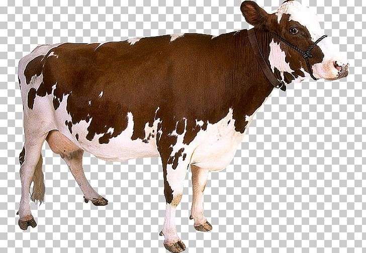 Dairy Cattle Calf Baka Cow PNG, Clipart, Animal, Animals, Baka, Calf, Cattle Free PNG Download