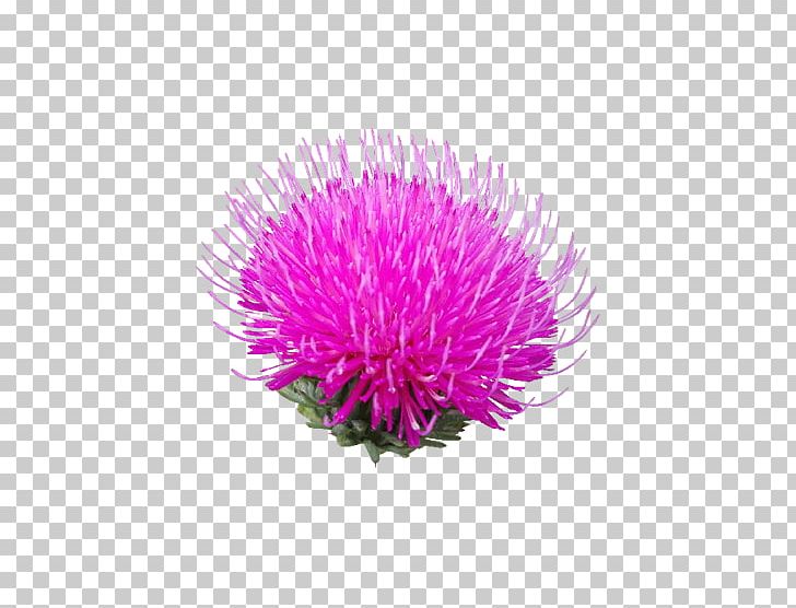 Milk Thistle Flower Poppy PNG, Clipart, Aster, Computer Icons, Dandelion, Flower, Flowering Plant Free PNG Download