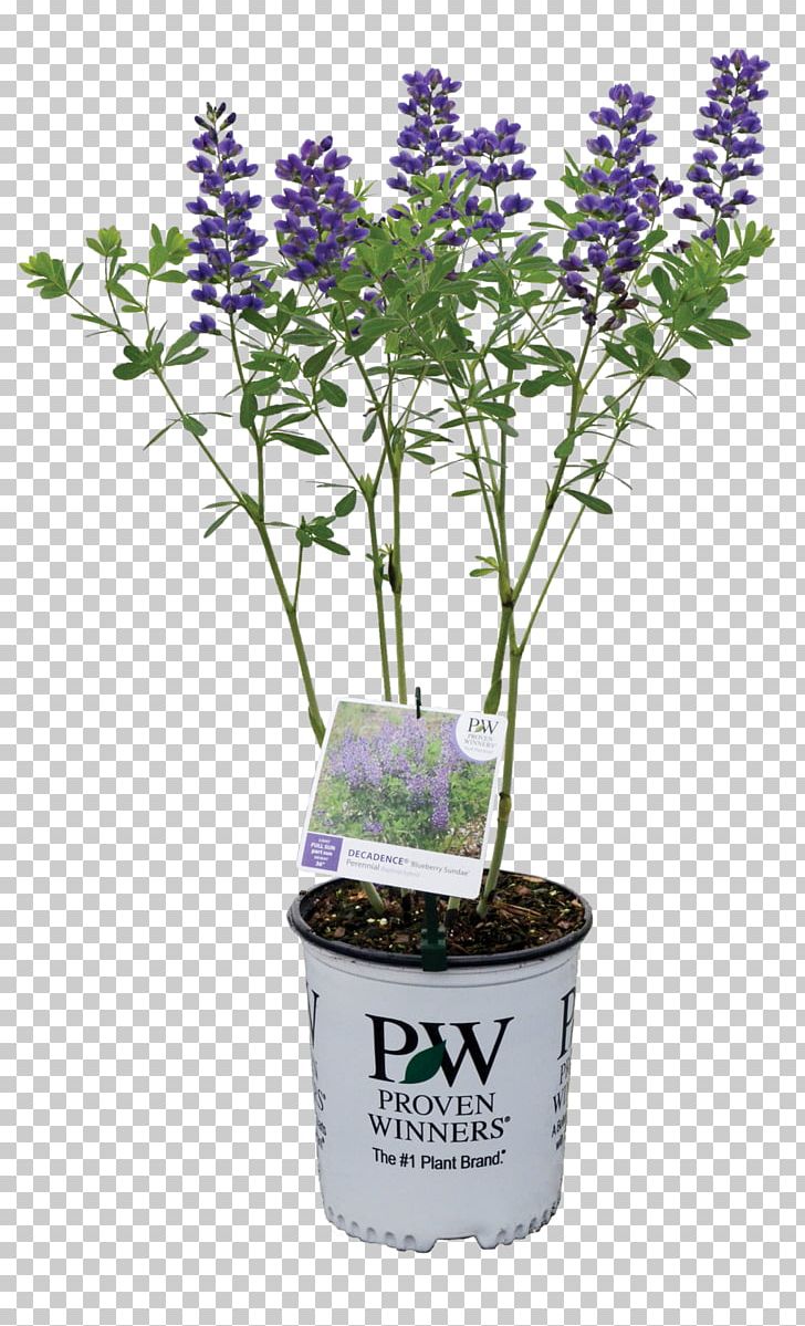 Baptisia Australis Plant English Lavender Shrub Violet PNG, Clipart, Amorpha Californica, Baptisia, Baptisia Australis, Blueberry, Container Free PNG Download