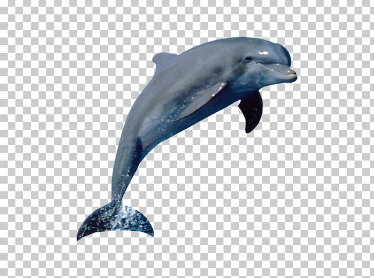 Dolphin Tux Paint Aquatic Mammal PNG, Clipart, Animal, Animals, Aquatic Animal, Aquatic Mammal, Beak Free PNG Download