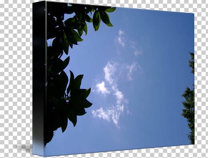 Frames Sunlight Branching Sky Plc PNG, Clipart, Branch, Branching, Cloud, Leaf, Others Free PNG Download