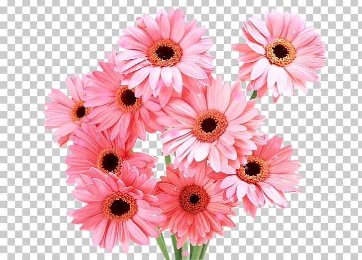 Transvaal Daisy Daisy Family Desktop Cut Flowers PNG, Clipart, Annual Plant, Artificial Flower, Chrysanths, Common Daisy, Cut Flowers Free PNG Download