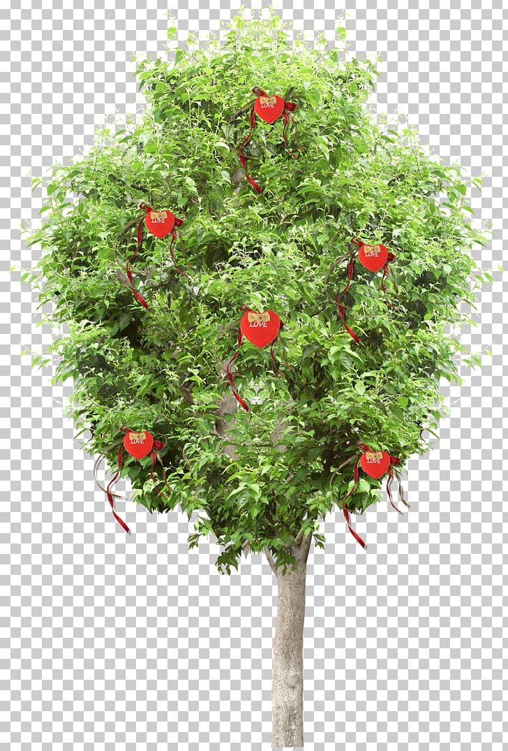 Tree Shrub Flower Garden Roses PNG, Clipart, 2018, Biscuits, Branch, Calendar, Cut Flowers Free PNG Download