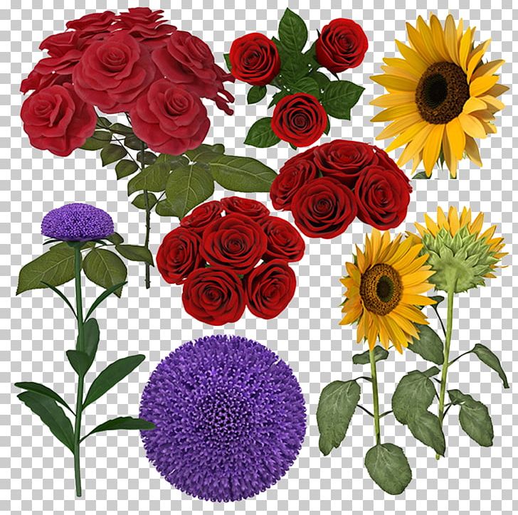 Beach Rose Common Sunflower PNG, Clipart, Annual Plant, Chrysanths, Cut Flowers, Dahlia, Daisy Family Free PNG Download