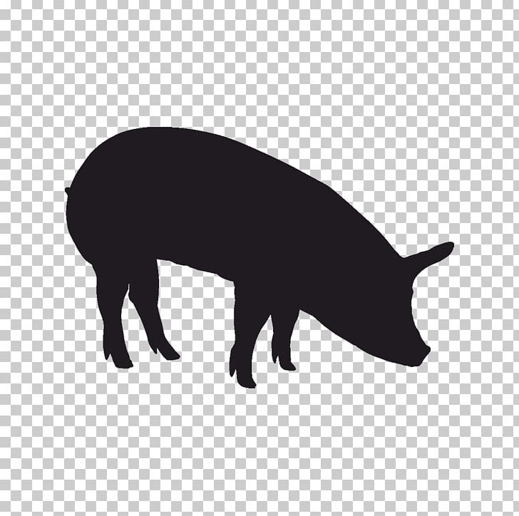 Domestic Pig Color The Blue Pig Black PNG, Clipart, Accent Wall, Animals, Black, Black And White, Blue Free PNG Download
