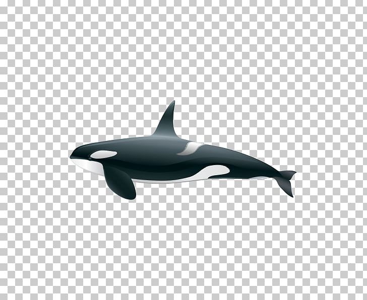Killer Whale Common Bottlenose Dolphin Short-beaked Common Dolphin Rough-toothed Dolphin Tucuxi PNG, Clipart, Animals, Bottlenose Dolphin, Cetacea, Common Bottlenose Dolphin, Lon Free PNG Download