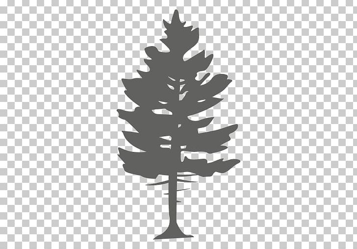 Pine Tree Conifers Spruce PNG, Clipart, Black And White, Branch, Christmas Decoration, Christmas Ornament, Christmas Tree Free PNG Download