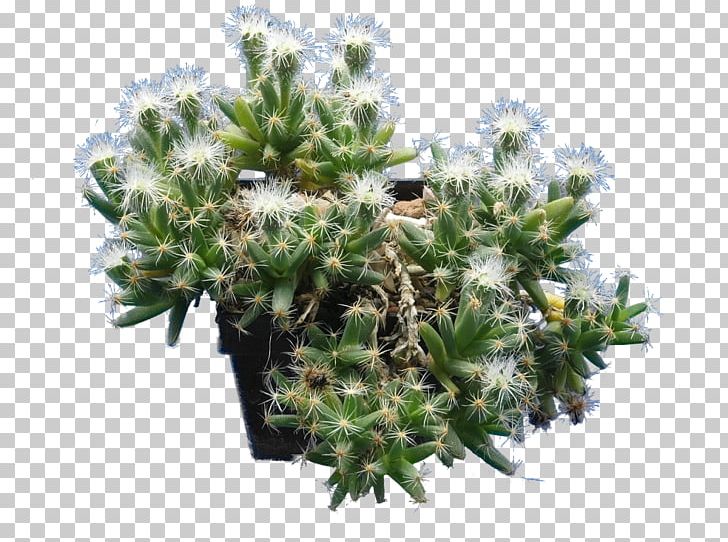 Pleiospilos Nelii Embryophyta Desert Rose Living Stone Succulent Plant PNG, Clipart, Astrophytum, Cactaceae, Cactus, Conifer, Desert Rose Free PNG Download