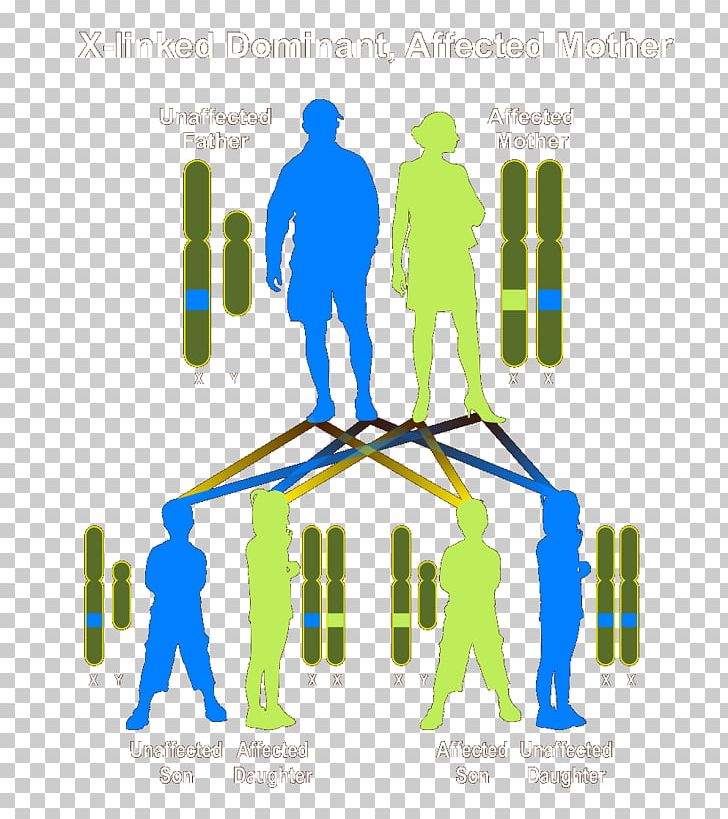 Dominance Genetic Disorder Genetics Heredity Autosómico Recesivo PNG, Clipart, Area, Autosome, Biology, Brand, Communication Free PNG Download