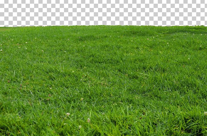 Lawn PNG, Clipart, Agriculture, Crop, Document, Download, Ecoregion Free PNG Download