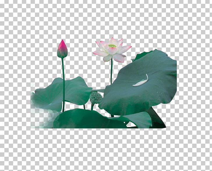 White Nelumbo Nucifera Leaf PNG, Clipart, Adobe Illustrator, Cartoon Pond, Decoration, Download, Encapsulated Postscript Free PNG Download