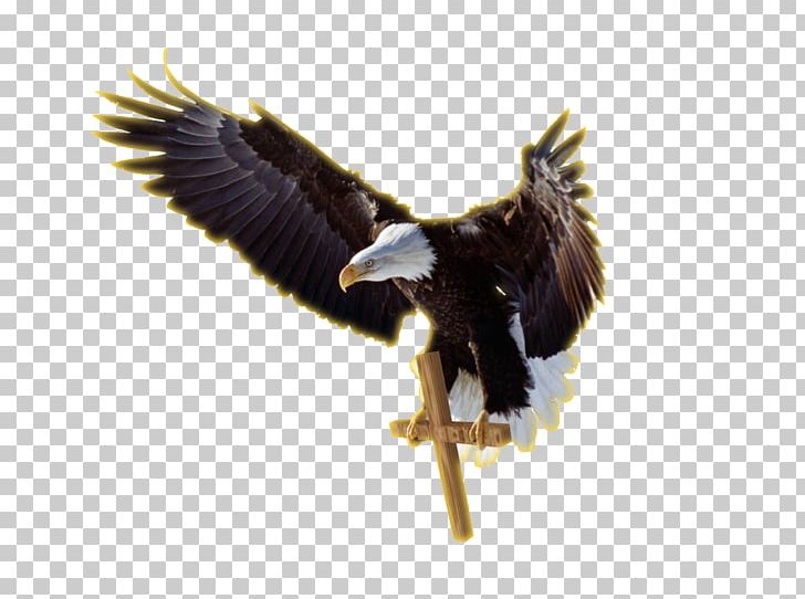 Bald Eagle PNG, Clipart, Accipitriformes, Animals, Bald Eagle, Beak, Bird Free PNG Download