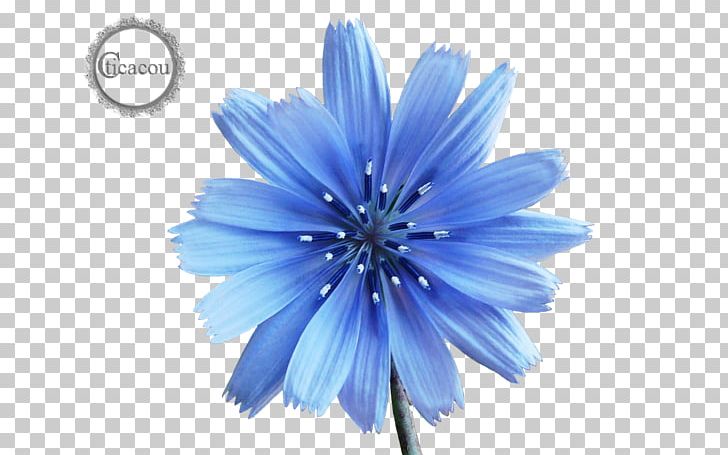 Chicory Perennial Plant Herbaceous Plant Seed PNG, Clipart, Asterales, Blue, Centaurium Erythraea, Chervil, Chickory Free PNG Download