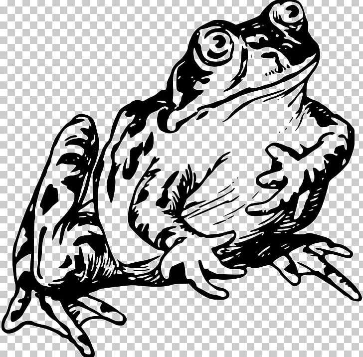 Common Frog Frog And Toad Drawing PNG, Clipart, Amphibian, Animal, Animals, Art, Australian Green Tree Frog Free PNG Download