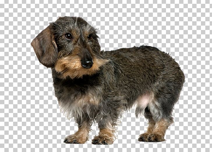 Dachshund German Wirehaired Pointer Wire Hair Fox Terrier Yorkshire Terrier Chinese Crested Dog PNG, Clipart, Animals, Carnivoran, Companion Dog, Dog Breed, Dog Like Mammal Free PNG Download