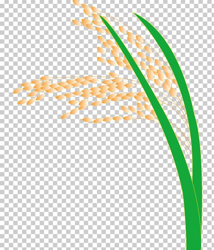 Rice Paddy Field PNG, Clipart, Angle, Area, Brown Rice, Download, Food Drinks Free PNG Download