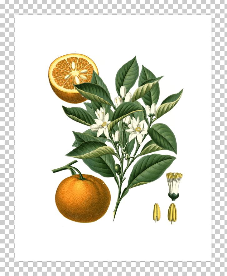 Bitter Orange Citrus × Sinensis Botany Illustration PNG, Clipart, Art, Bergamot Orange, Bitter Orange, Botanical, Botanical Illustration Free PNG Download