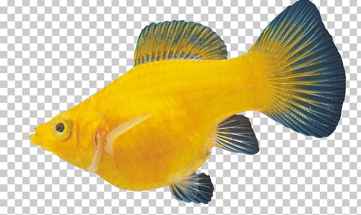 Carassius Auratus Ornamental Fish PNG, Clipart, Animals, Aquarium, Christmas Ornament, Christmas Ornaments, Fadenfische Free PNG Download