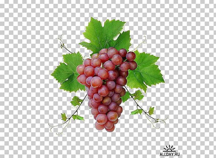 Common Grape Vine Wine Food Fruit PNG, Clipart, Cartoon, Common Grape Vine, Food, Fruit, Fruit Nut Free PNG Download