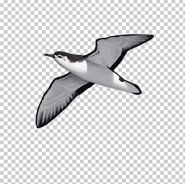 European Herring Gull Audubon's Shearwater Seabird Gulls PNG, Clipart,  Free PNG Download