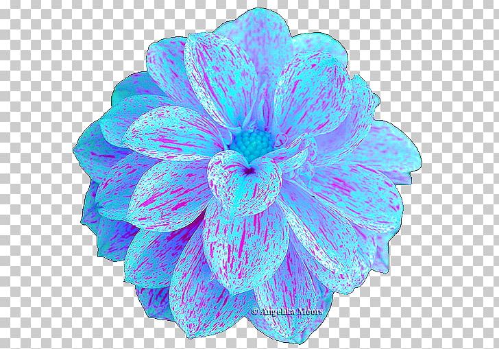 Turquoise PNG, Clipart, Aqua, Flower, Others, Petal, Turquoise Free PNG Download