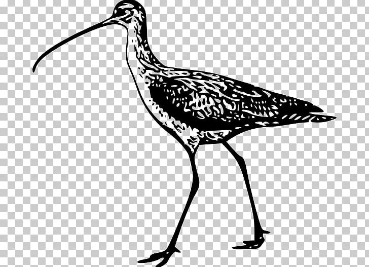 Bird Line Art Drawing PNG, Clipart, Animals, Art, Art Museum, Artwork, Beak Free PNG Download