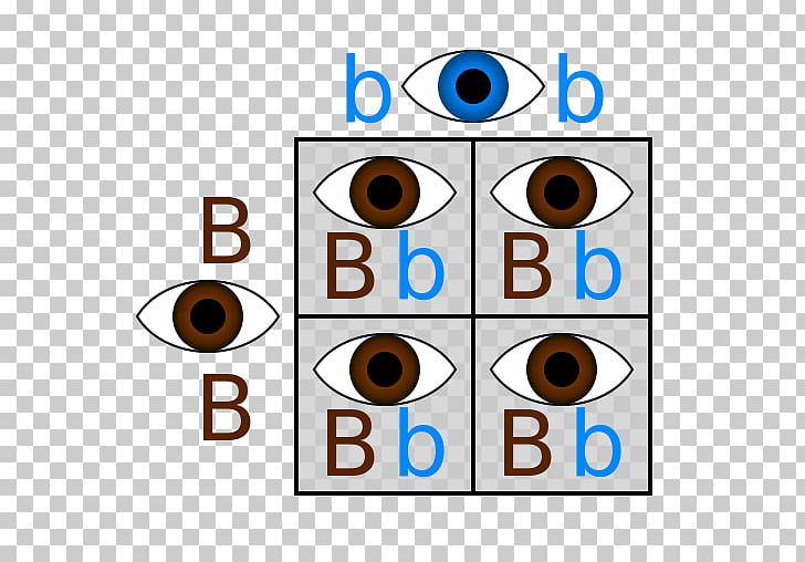 Punnett Square Dominance Eye Allele Genetics PNG, Clipart, Allele, Angle, Area, Biology, Cigosidade Free PNG Download