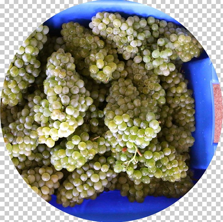 Winemaking Common Grape Vine Production PNG, Clipart, Bottle, Common Grape Vine, Fertigungsverfahren, Food, Food Drinks Free PNG Download