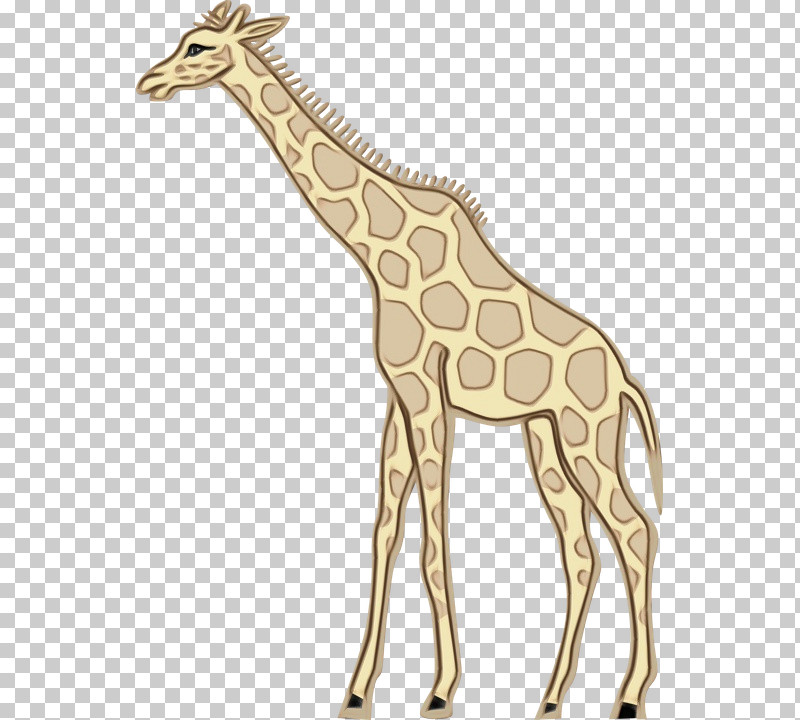Giraffe Giraffe / M 佳乐达有限公司 Animal Figurine Machine Tool PNG, Clipart, Animal Figurine, Giraffe, Giraffe M, Giraffids, Hardness Free PNG Download