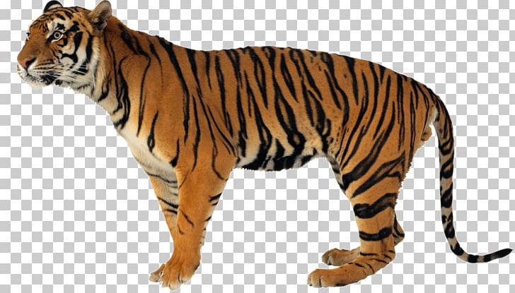 Never Scratch A Tiger With A Short Stick Lion Siberian Tiger Bengal Tiger Watchdogs PNG, Clipart, Animal, Animal Figure, Animals, Bengal Tiger, Big Cat Free PNG Download