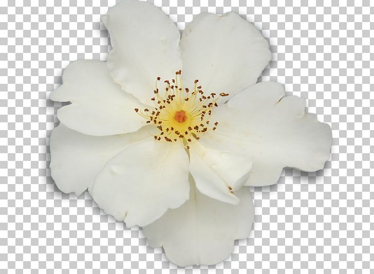 Petal PNG, Clipart, Flower, Flowering Plant, Others, Petal, Plant Free PNG Download
