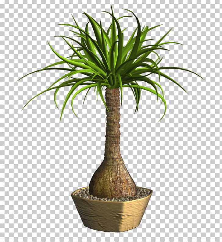 Arecaceae Lucky Bamboo Tropical Woody Bamboos Ponytail Palm Houseplant PNG, Clipart, Agac Resimleri, Arecaceae, Arecales, Areca Palm, Beaucarnea Free PNG Download