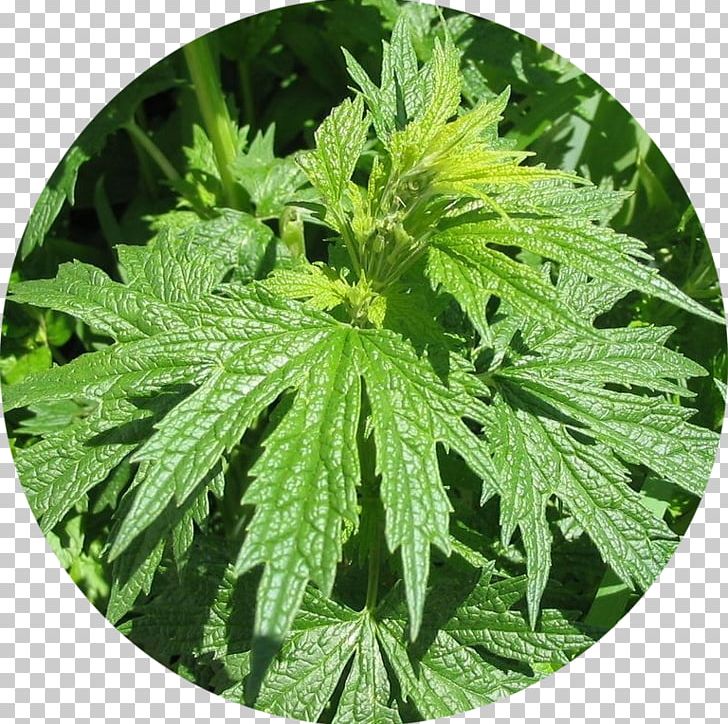 Трава пустырника Common Motherwort Tincture Thyroid Pharmaceutical Drug PNG, Clipart, Cannabis, Common Motherwort, Hemp, Hemp Family, Herb Free PNG Download