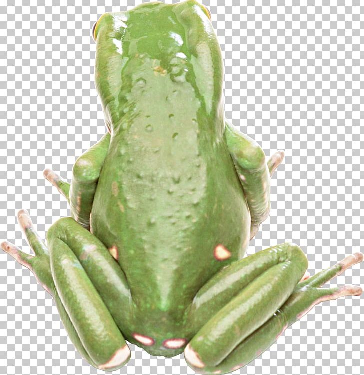 Frog Green Pixel PNG, Clipart, Amphibian, Animals, Cucumber Gourd And Melon Family, Cuteness, Eagle Free PNG Download