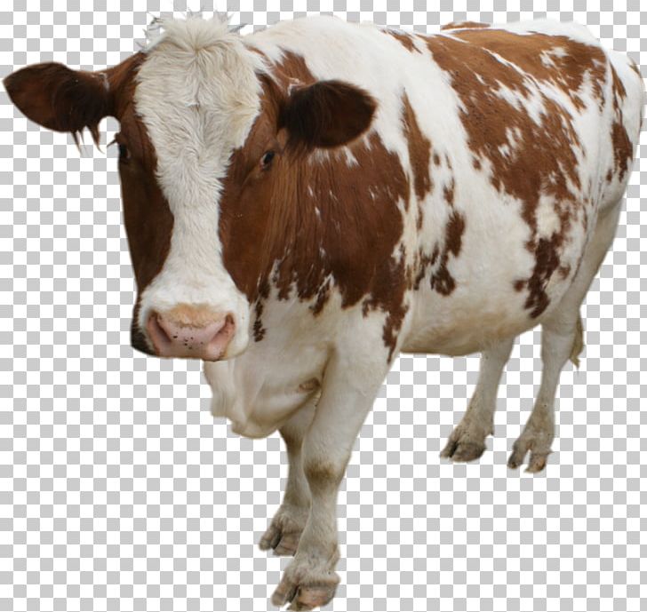 Jersey Cattle Holstein Friesian Cattle Highland Cattle Beef