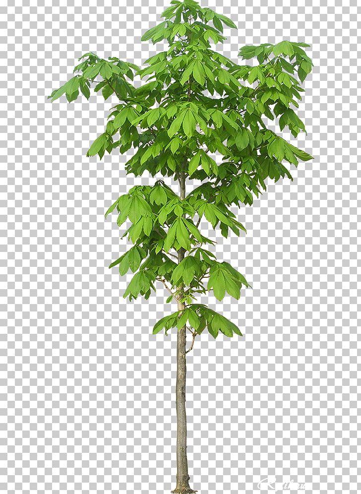 Kapok Tree Paineira Portable Network Graphics PNG, Clipart, Actor, Branch, Fan Bingbing, Flowerpot, Houseplant Free PNG Download