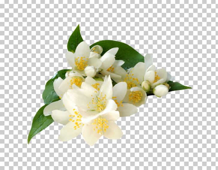 Arabian Jasmine Jasminum Grandiflorum Jasminum Polyanthum Absolute Flower PNG, Clipart, Absolute, Alternate, Arabian Jasmine, Concrete, Extract Free PNG Download