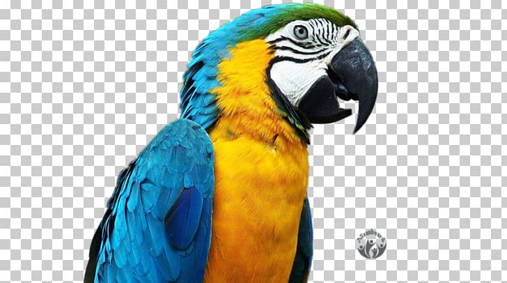 Bird Blue-and-yellow Macaw PNG, Clipart, Animals, Beak, Bird, Blame, Blueandyellow Macaw Free PNG Download