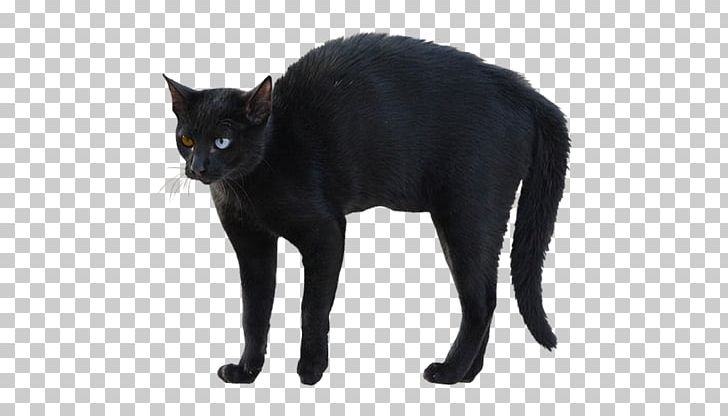 Bombay Cat Korat Whiskers Black Cat Domestic Short-haired Cat PNG, Clipart, Animal, Black, Black Cat, Black M, Bombay Free PNG Download