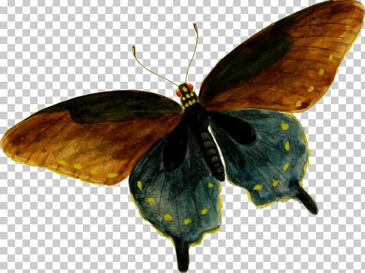 Butterfly Battus Philenor PNG, Clipart, Animals, Battus, Battus Philenor, Brush Footed Butterfly, Butterflies And Moths Free PNG Download